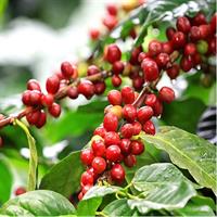 Coffee Tour, Grecia and Sarchi Oxcarts. Private Tour