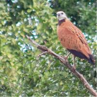 Birding by Boat Cruise at Crooked Tree Wildlife Sanctuary from Belize City