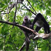 Monkey River Wildlife Encounters and Manatee Watch