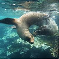 Full Day Santa Fe Playa escondida snorkeling tour