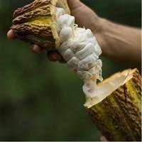 Full day : Forest and the fisherman Trail (From Guayaquil)