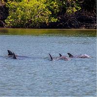 Dolphin Watching Experience in Puerto El Morro from Guayaquil