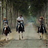 Day Trip to Hacienda La Danesa with Horseback Riding and Lunch