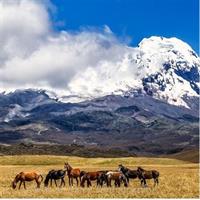Antisana Volcano Day Tour from Quito