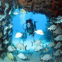 2-Tank Morning or Afternoon Dives in Playa del Carmen certified Divers Only