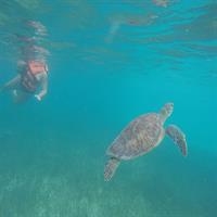 Akumal Marine Turtle Daily Tour