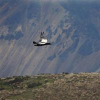 Antisana and Condors Watching Day Trip