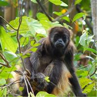 Day Trip Churute Howler Monkey Observation and Chocolate Making