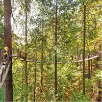 Best of Vancouver Highlights /Suspension Bridge/ Free Pizza Party Tour Private