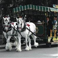 Best Selling Vancouver Sightseeing Tour 5 Hours(Private setting)