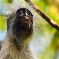 Blue Lagoon, Starfish Tour, The Rock, Jozani Forest, Stone Town, Secret Garden