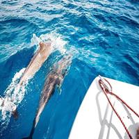 A Half Day Private Dolphins And Snorkeling Tour To Mnemba Island