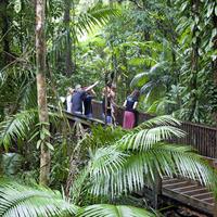 Daintree Rainforest and Mossman Gorge: Full Day Tour
