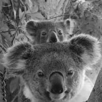 Byron Bay Wildlife Safari