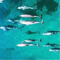 40 minute Reef Scenic Flight
