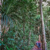 Atherton Tablelands Rain Forest by Night from Cairns
