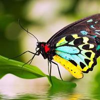 Australian Butterfly Sanctuary