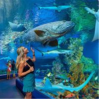 Cairns Aquarium Admission Ticket