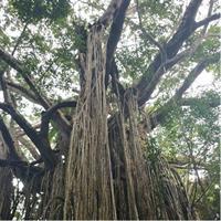 Cairns hidden gems, Historic Village Herberton and Tableland