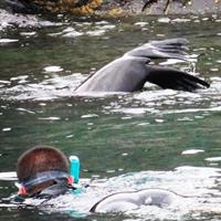 Kangaroo Island - Swim with Dolphins/Seals/Coastal Snorkel