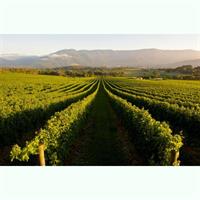 Half-Day Swan Valley Walk &amp; Fruit Orchard