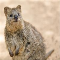 Blue Mountains | Koalas, Kangaroos &amp; Bondi Beach Private Tour