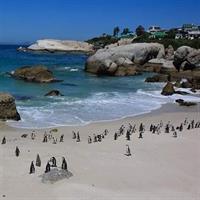 Best Of The Cape 8 Hour Private Tour
