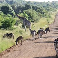 Pilanesberg Safari experience