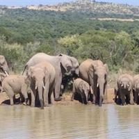Pilanesberg Safari Fullday