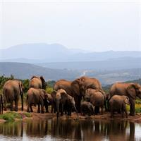 Addo Elephant Full Day Safari with a Traditional South African Braai (BBQ) Lunch