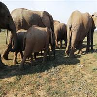 Elephant Safari Private Adventure: Addo National Park Excursion