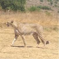 Ann van Dyk Cheetah Centre