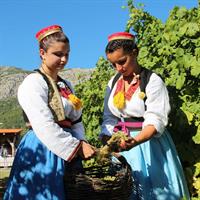 /images/asst/2654/dubrovnik_-_konavle_tour_-762043-500.jpg