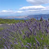 Hvar Lavender Tour