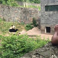 All-Inclusive Chengdu Private Tour of Panda Base and Optional Sightseeing