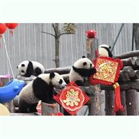Chengdu Panda Base and Wuhou Temple,Jinli Ancient Town Day Tour