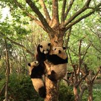 Chengdu Highlights Private Day Tour