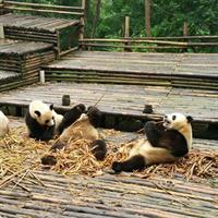 Chengdu Panda Base Tour and More As Your Wish