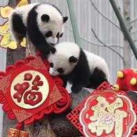 Dujiangyan Panda Base and Mount Qingcheng