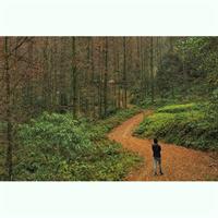 Chengdu Panda Research Base Tickets And Optional Private Tour