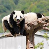Chengdu Panda Breeding Base Ticket w/ Optional Transfer or Guide