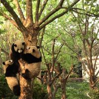 Chengdu Panda Tour with Flexible Afternoon Sightseeing