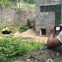 Chengdu Private Day Tour of Giant Panda Experience