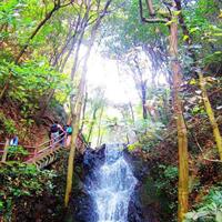 Half-Day Hangzhou Nine Creeks Hiking Tour with Tea Plantation Experience