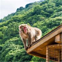 Afternoon Arashiyama Bamboo Forest &amp; Monkey Park Kyoto Bike Tour