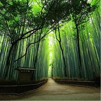 Arashiyama Bamboo Forest &amp; Sagano Tour with Licensed Guide
