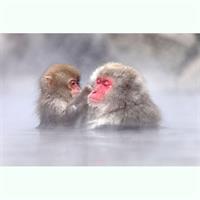 1-Day Snow Monkeys, Zenko-ji Temple &amp; Sake in Nagano