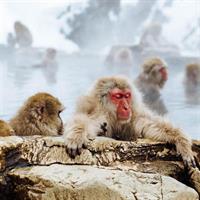 1-Day Snow Monkeys, Zenko-ji Temple &amp; Sake in Nagano