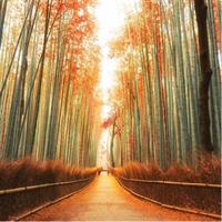 Ancient Capital Tour: Kyoto and Nara Highlights from Kyoto/Osaka