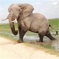 Aberdare National Park Day Tour